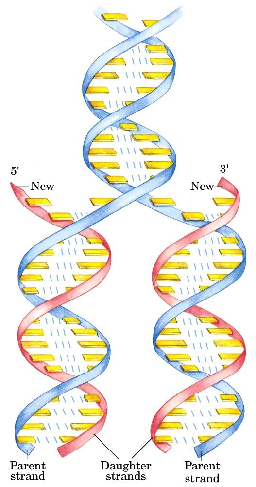 Replicazione del DNA suggerita da Watson e Crick Catena nuova Catena nuova