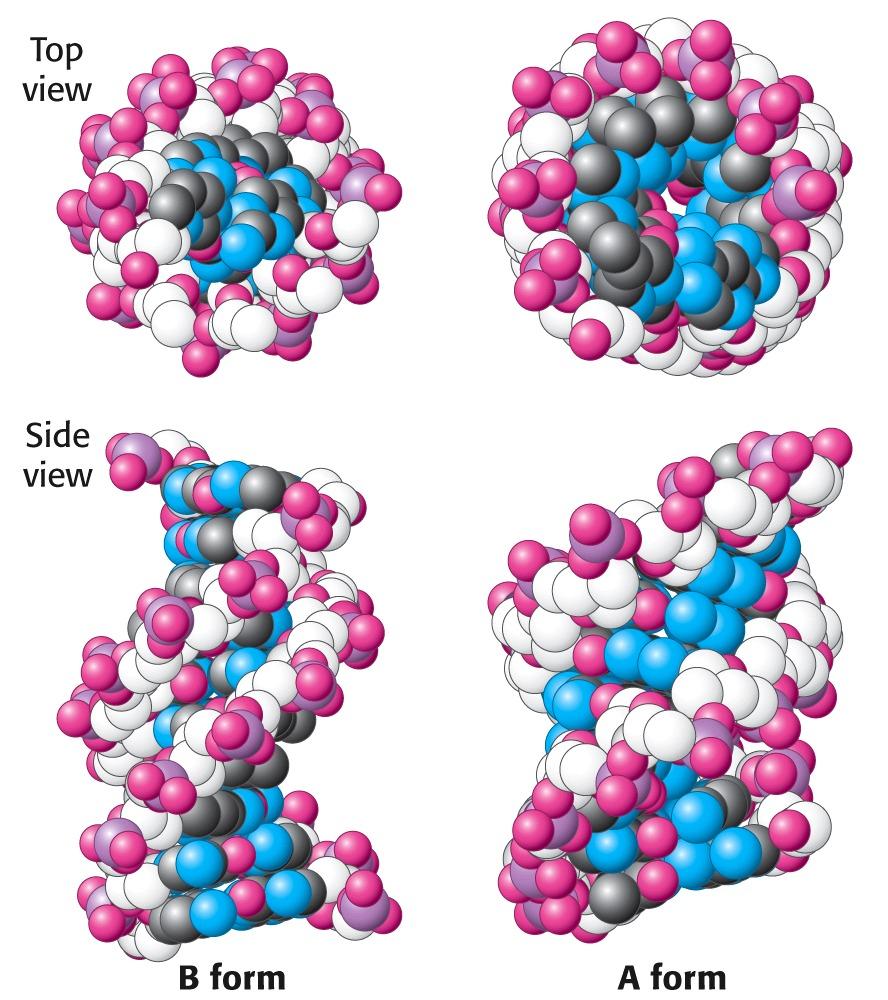 La forma A del DNA (a) La forma A è favorita in condizioni povere di acqua. Il DNA è sempre organizzato in una doppia elica destrorsa. L elica è un po più larga e più corta dell elica B.