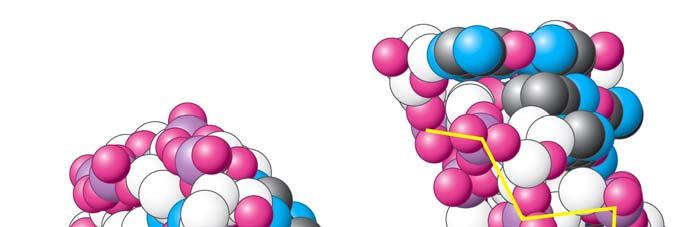 La forma Z del DNA Lo scheletro covalente azzume un andamento a zig -zag.