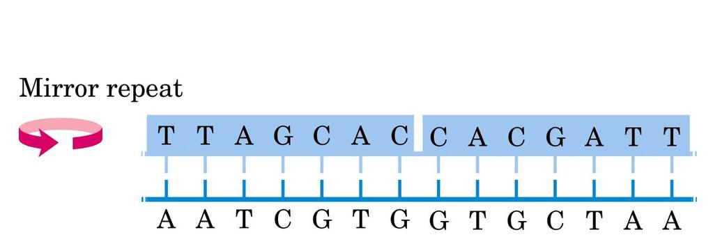 Il termine viene applicato alle regioni di DNA di in cui vi sono o ripetuti invertiti di una