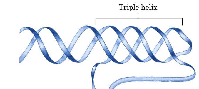 DNA H Tripla elica Un organizzazione insolita del DNA, nota con il nome di DNA H, si può p formare in tratti di