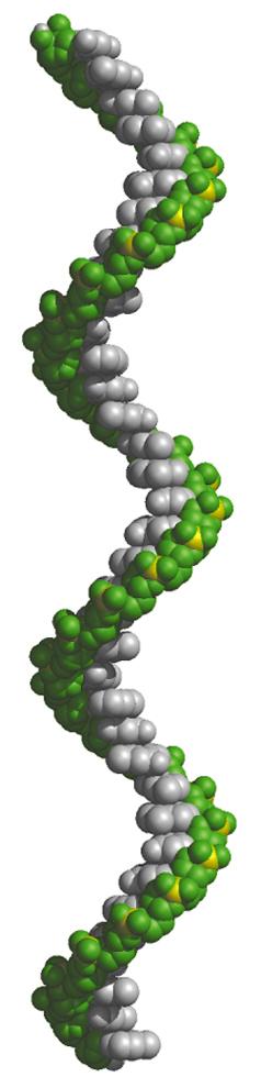 Molti RNA hanno strutture tridimensionali complesse Per l RNA l non esiste una semplice struttura secondaria che rappresenti un punto di riferimento per la sua struttura, come accade per la doppia