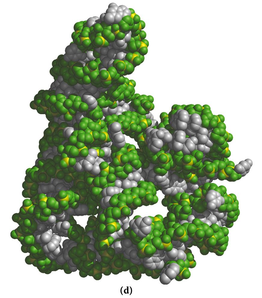 Struttura di un introne del protozoo ciliato Tetrahymena thermophila,, in