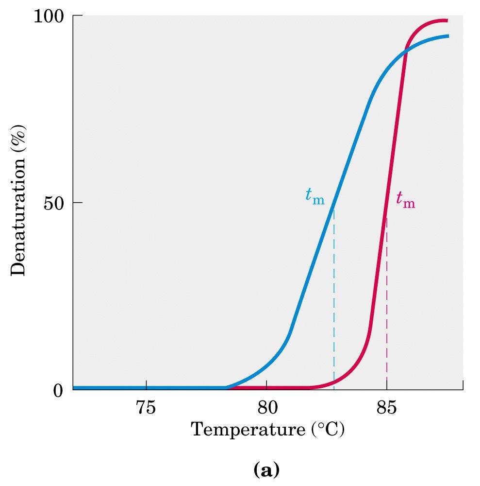 Denaturazione al calore del DNA Ogni specie di DNA ha una temperatura