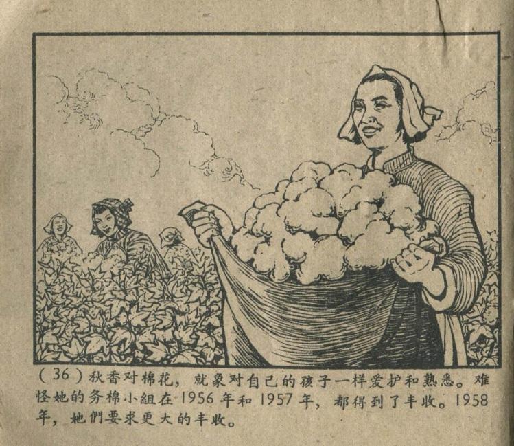 Figura 4 Qiuxiang conosce bene e si prende cura dei fiori di cotone come dei propri stessi figli.