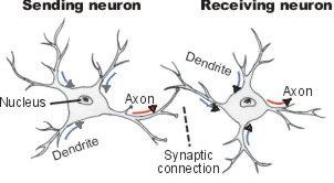 Il Connessionismo Il cuore del connessionismo è la modellizzazione in termini di reti neurali.