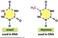 Ciò si spiega mediante appaiamento tra basi non standard wobble pairs (coppie tentennanti) fra i codoni nel mrna e gli anticodoni nel trna.