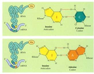 com/content/15/mutagenesis and DNA repair Appaiamento non-standard codoneanticodone ( woobling ; tentenamento).