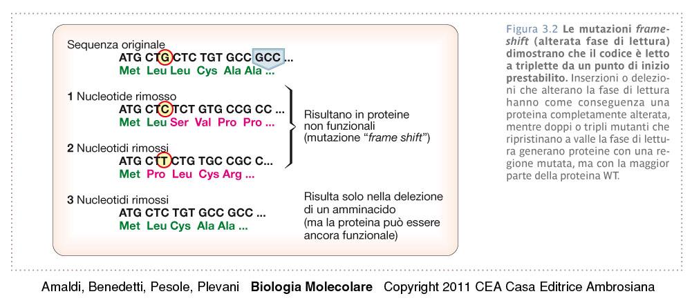 Decifrazione del codice gene,co Le mutazioni per inserzione o