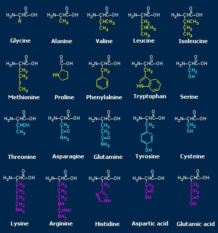 Le proteine: natura ed informazione Gli aminoacidi Esistono 20 diversi aminoacidi che combina, tra loro