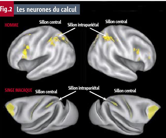 Attraverso tecniche di registrazione intracellulare a livello del solco intraparietale del macaco sono state