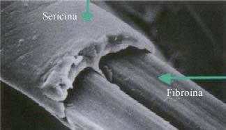 LA FIBRA NON È OMOGENEA NEL DIAMETRO POICHÉ LA SERICINA NON È DISTRIBUITA Le 2 bavelle appaiono lisce, senza striature e