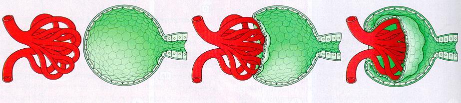 EMBRIOGENESI E