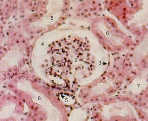 Glomerulo Polo vascolare