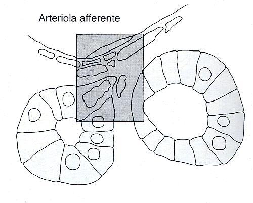 RENINA Cells