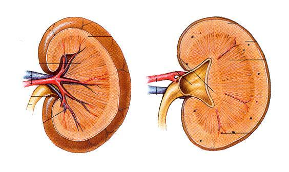 VASCOLARIZZAZIONE DEL RENE: ARTERIA E VENA RENALE Le