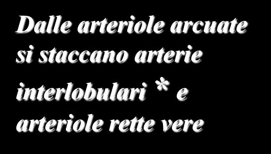 VASCOLARIZZAZIONE DEL RENE: ARTERIOLE RETTE VERE arteria interlobulare A. arcuata A.