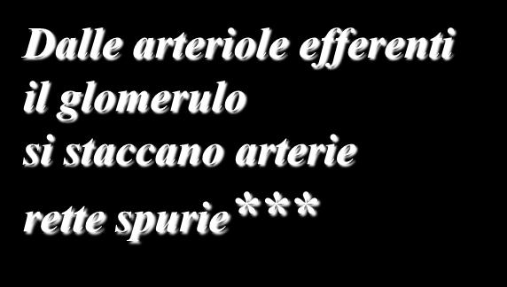 VASCOLARIZZAZIONE DEL RENE: ARTERIOLE RETTE SPURIE arteria interlobulare Dalle arteriole efferenti il glomerulo si staccano arterie rette