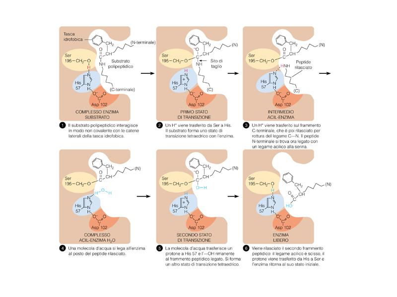 Meccanismo d azione delle proteasi a