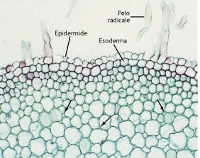 (1) Tessuti tegumentali primari esterni Esoderma Tessuto