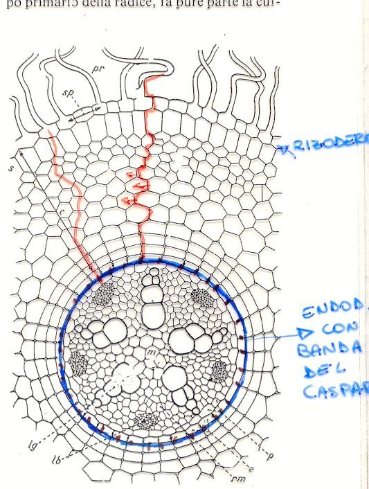 (2) Tessuti tegumentali primari interni Endoderma Situato al di sotto della corteccia Tipico
