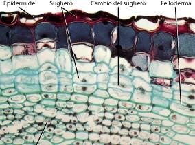 (3) Tessuti tegumentali secondari esterni Sughero origine: dal cambio