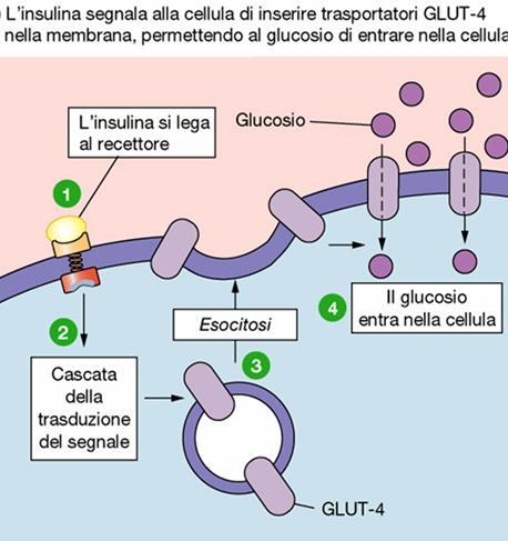 Glut-4 nei tessuti bersaglio