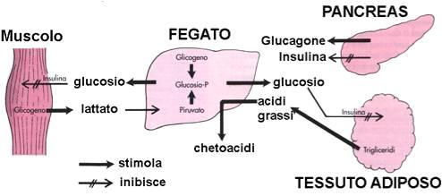 Effetti dell adrenalina sul metabolismo Aumentata glicogenolisi nel fegato e nel muscolo Aumentata