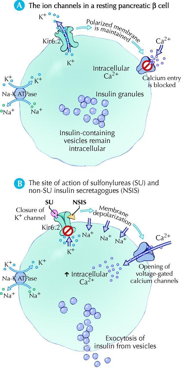 Meglitinidi Repaglinide Nateglinide Aumento rilascio di insulina da cellule beta recettore canale K+ sito