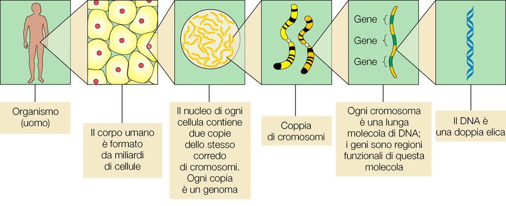 Genotipo, insieme delle varianti alleliche di tutti i geni di un organismo (costituzione genetica dell individuo) Il fenotipo di un organismo è espressione del genotipo in un certo ambiente e può