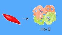 Un gene una proteina (Ingram, 1957) Emoglobina (Hb) Emoglobina falcemica (HbS) 2 catene alfa (α) 2 catene beta (β)