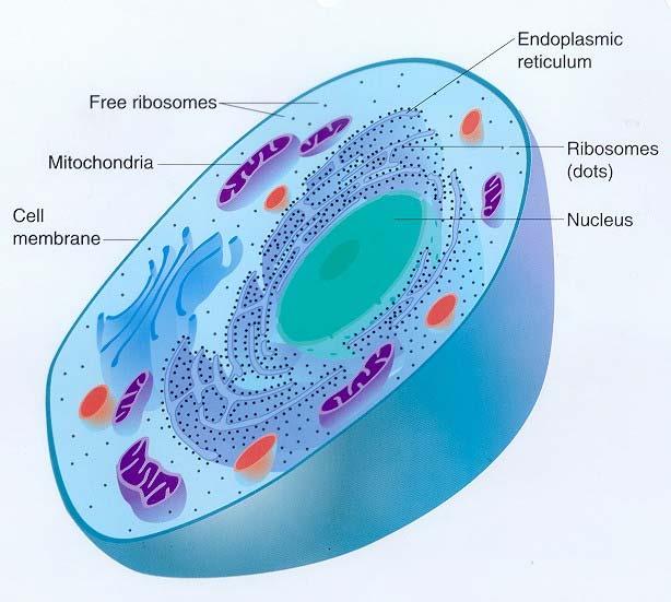 GENOMA DEGLI EUARIOTI Genoma nucleare: DNA a