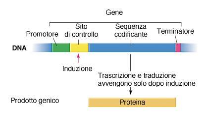 operon: