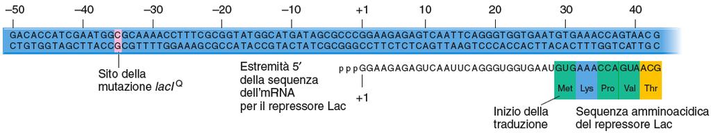 Sequenza del promotore del gene laci + Qui GUG = Met, non Val!