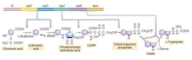 Biosintesi degli amminoacidi in E. coli Quando un amminoacido non è presente sul terreno, E.