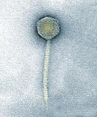 fago λ (cromosoma lineare che si circolarizza all interno della cellula batterica ospite) I geni che si