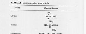 Amminoacidi del suolo AA