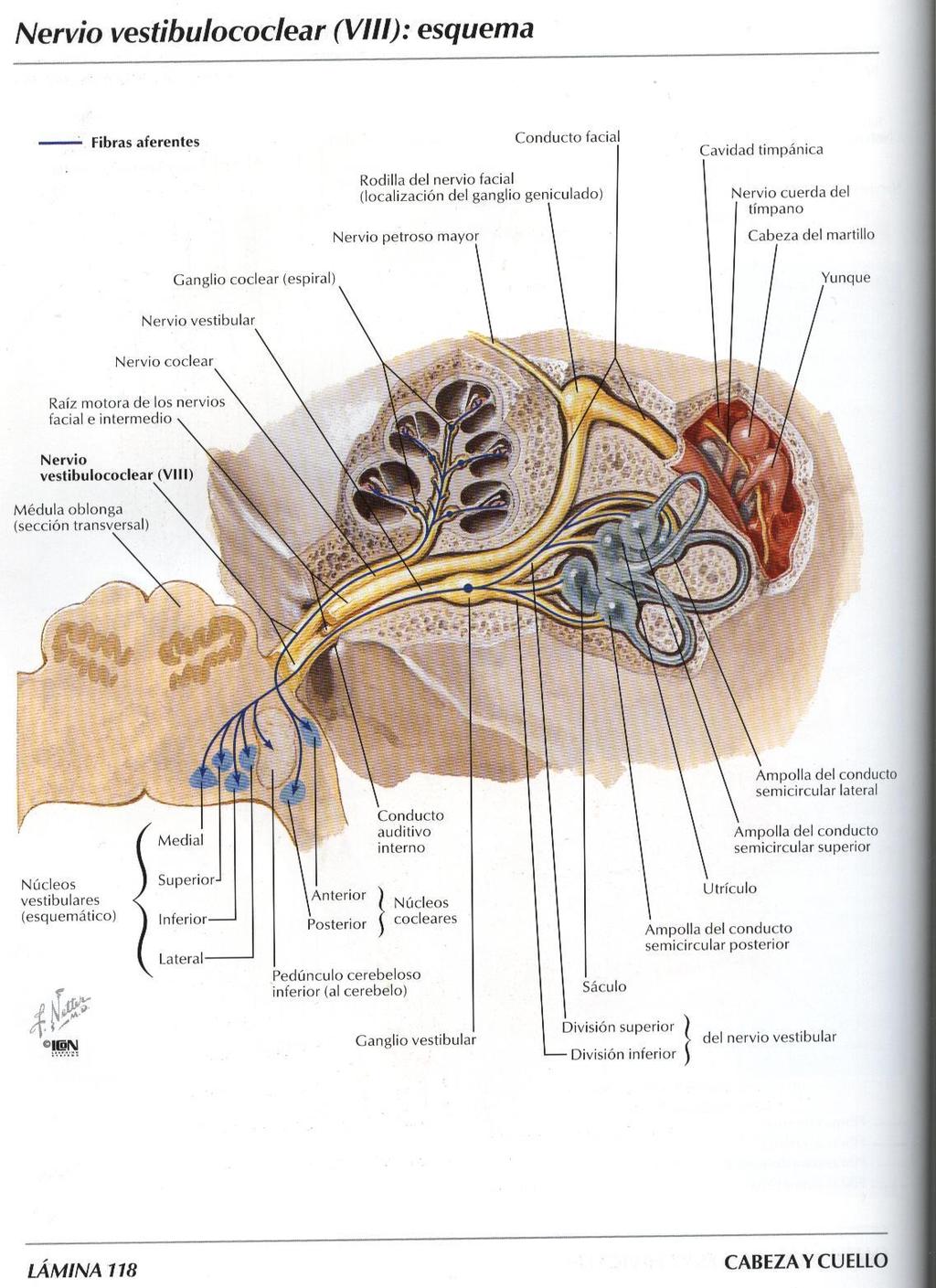 Nervo statoacustico (VIII paio) Il nervo statoacustico è un nervo esclusivamente sensitivo, connesso all orecchio.
