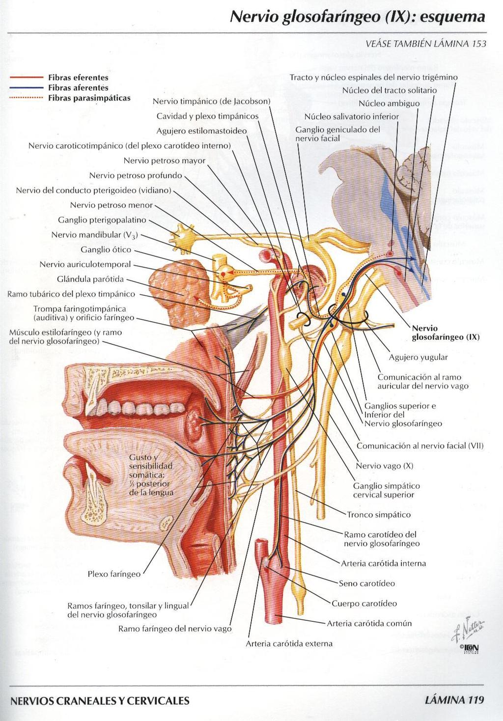 - Sensitiva somatica: cute del padiglione auricolare (parziale) - Sensitive viscerali: tonaca mucosa dell istmo delle fauci, con la tonsilla palatina, tonaca mucosa della faringe e mucosa dell