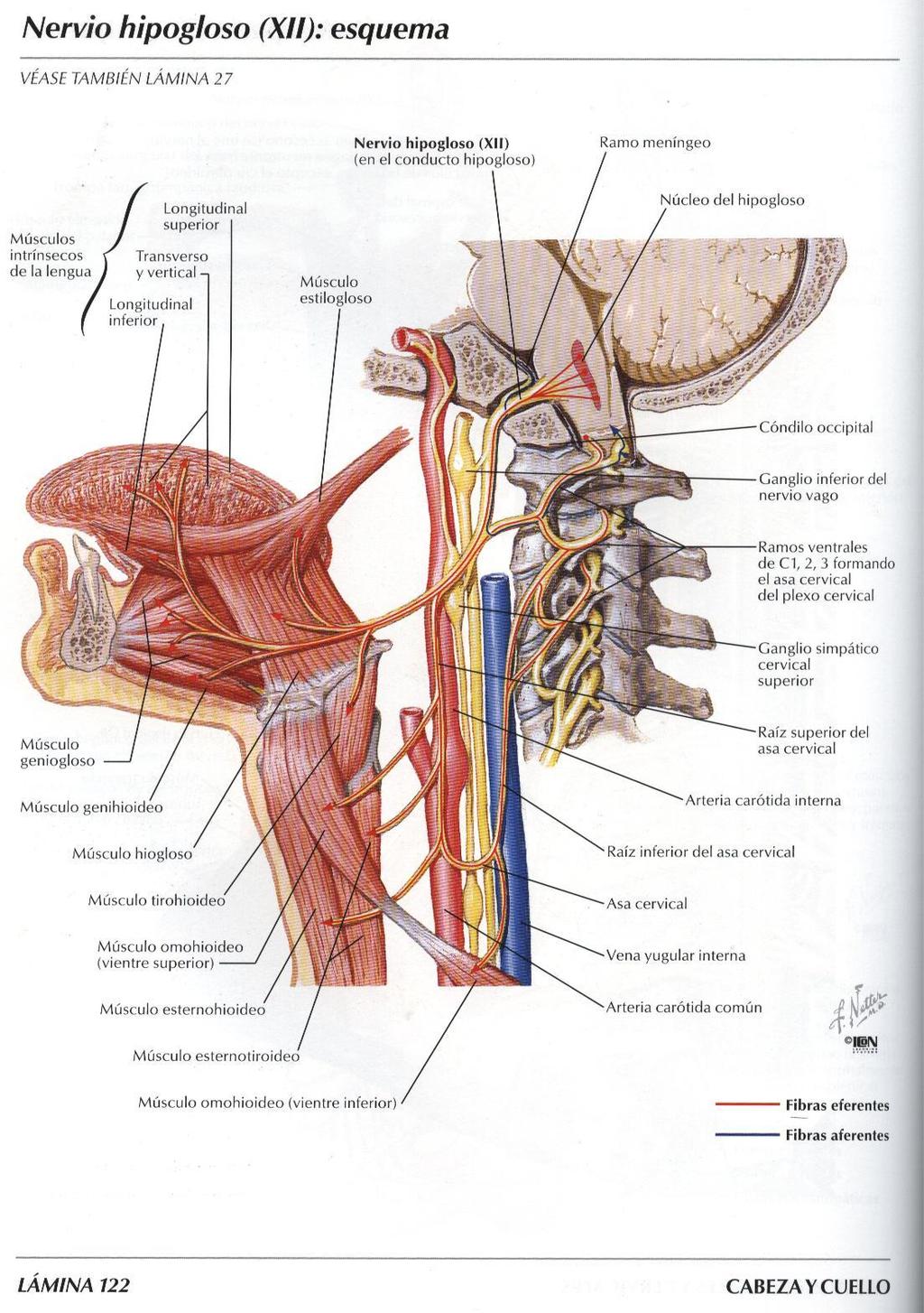 - Emerge dal bulbo sotto l emergenza del vago, - Nervo accessorio spinale: nervo motore che innerva il trapezio e lo sternocleidomastoideo.