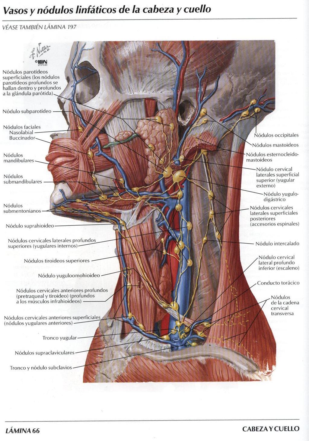 Linfonodi della testa e del collo I linfatici della testa e del collo sono raggruppati in 5 catene, in cui sono presenti linfonodi superficiali e profondi: - orizzontale superiore - Orizzontale