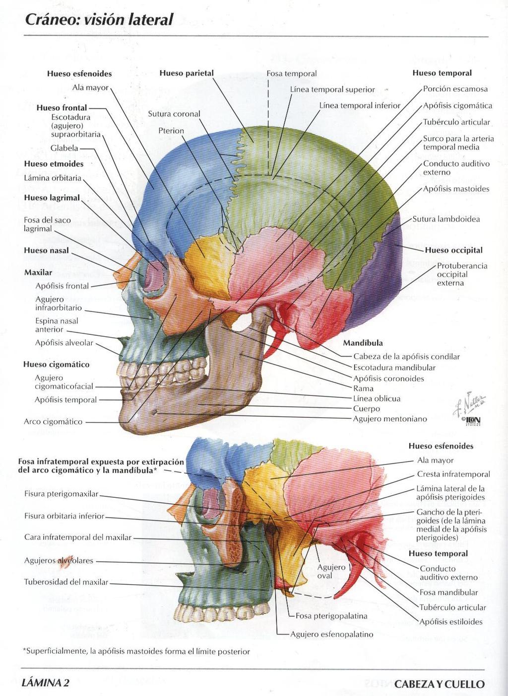La testa Introduzione La testa rappresenta il segmento superiore del corpo.