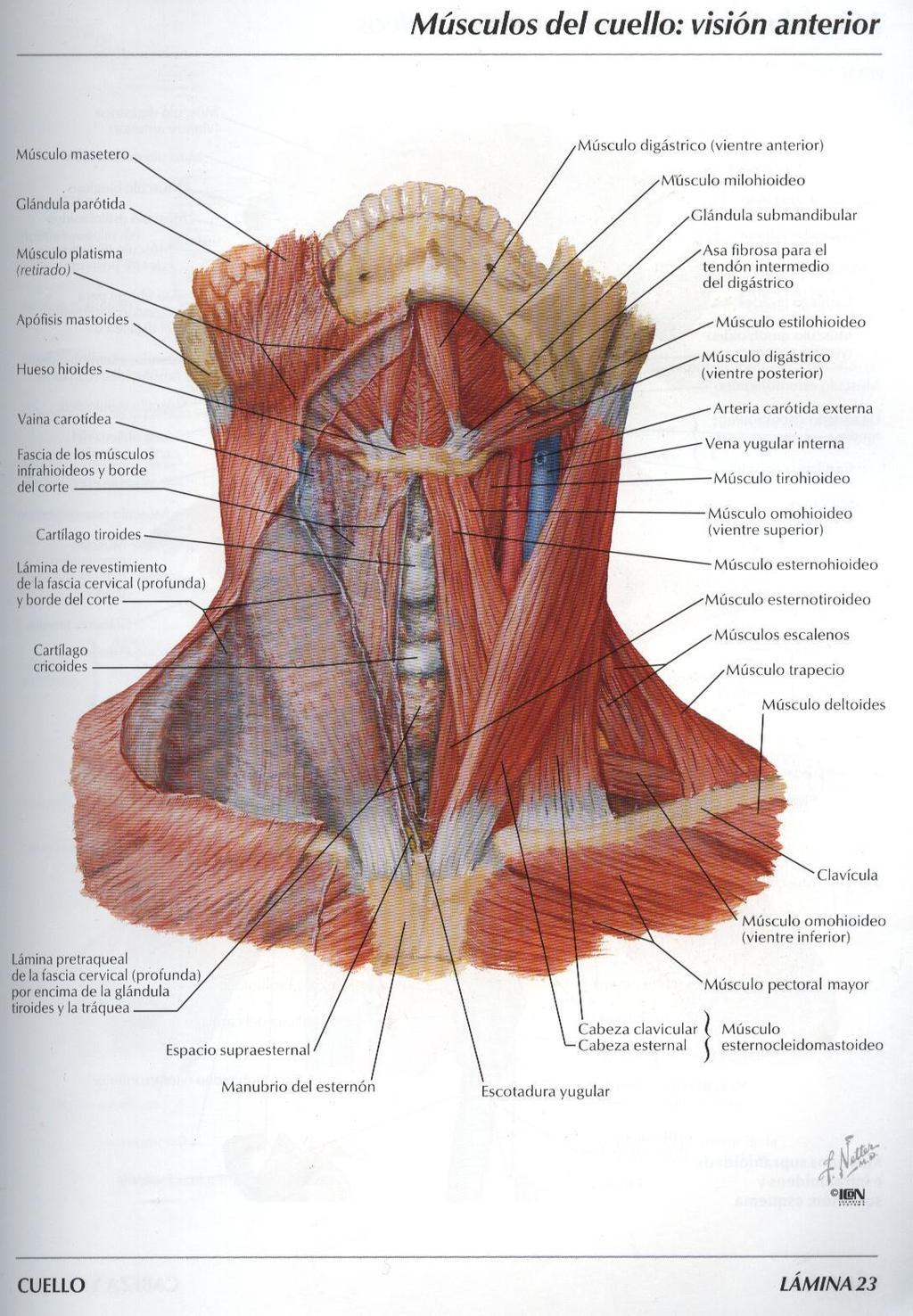 - Superiormente dalla linea cervico-cefalica: linea passante per il margine inferiore della mandibola, che posteriormente si prolunga sul piano nucale fino alla protuberanza occipitale esterna.