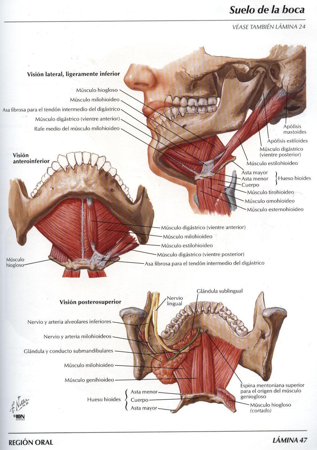 Fibre simpatiche per la parotide originano dal ganglio cervicale superiore della catena paravertebrale e si portano alla ghiandola lungo il plesso che si forma attorno alle arterie carotide esterna e