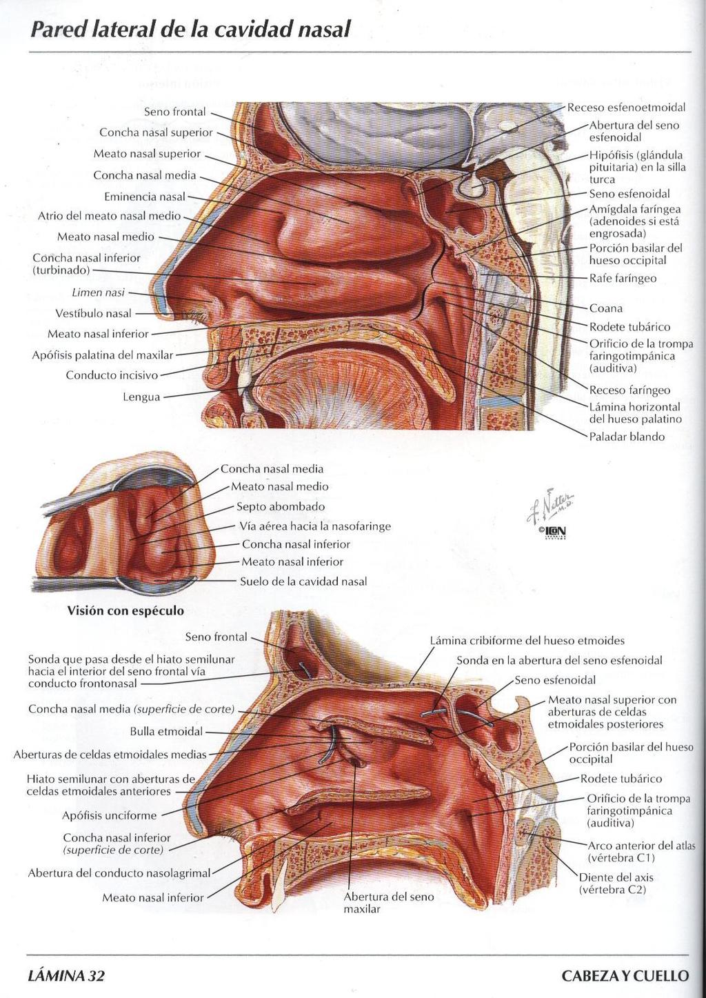 La parete laterale presenta, dall alto al basso la sporgenza delle tre conche nasali (o cornetti nasali) superiore, media e inferiore, che costituiscono il tetto dei rispettivi meati: - la mucosa