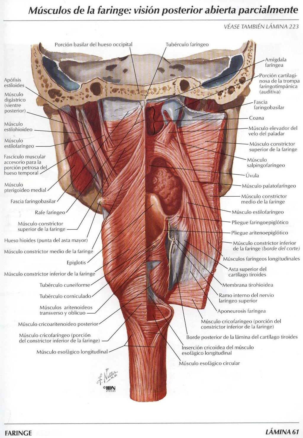 Muscoli della faringe. I muscoli della faringe si distinguono in: - muscoli costrittori: sovrapposti in parte.