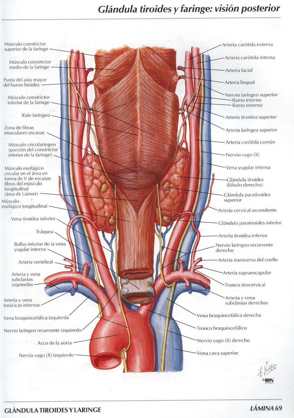 Le cellule principali si possono presentare sotto diversi aspetti morfologici: - cellule principali scure: elementi attivi, leggermente basofile e piuttosto piccole.