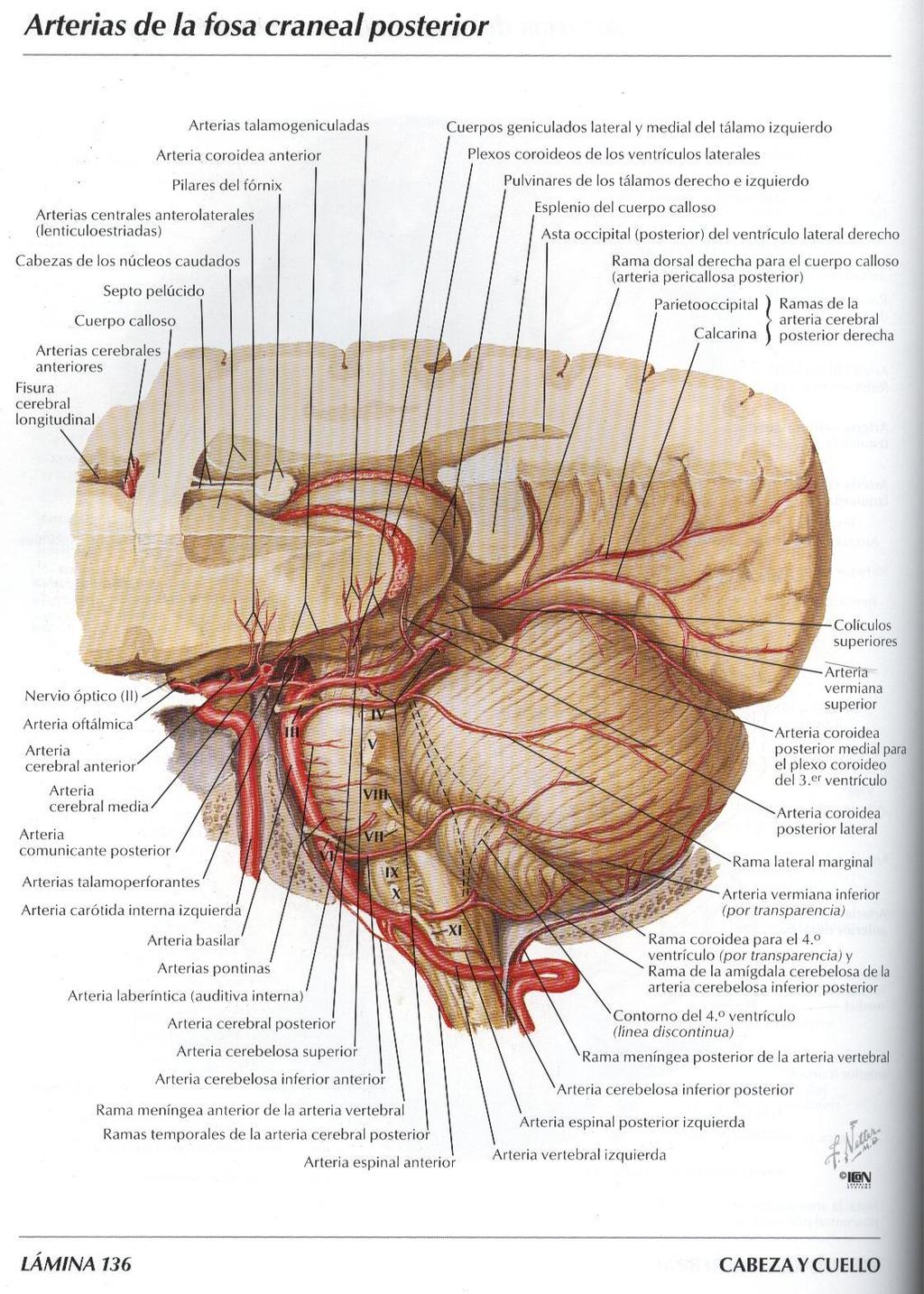 Rami intracranici I rami meningei originano in prossimità del grande foro occipitale e irrorano le strutture ossee e la dura madre della fossa cerebellare. Arteria spinale posteriore.