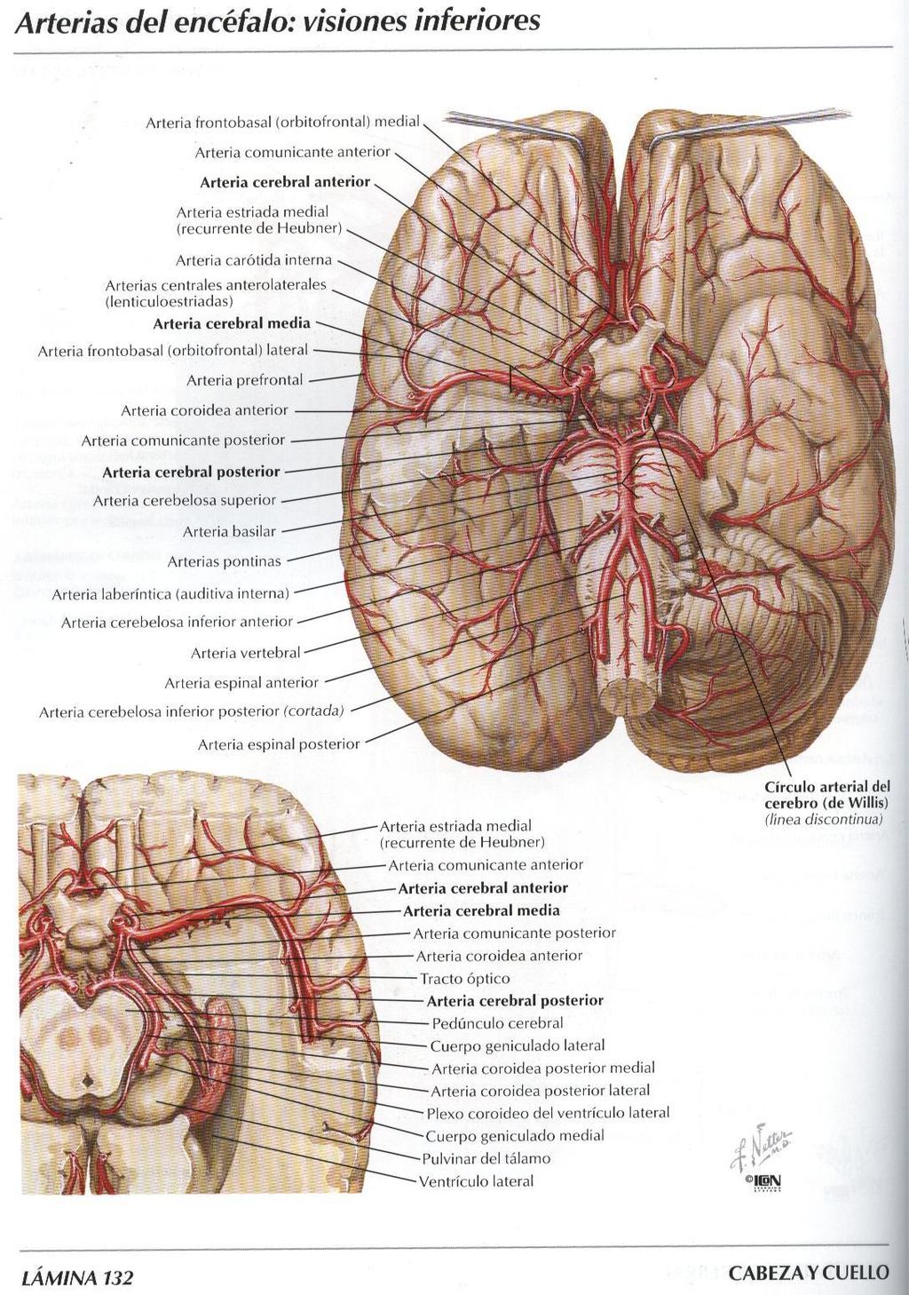Tronco basilare Il tronco basilare è il ramo terminale comune alle due arterie vertebrali, localizzato a livello del solco bulbopontino: - decorre nel solco basilare della superficie ventrale del