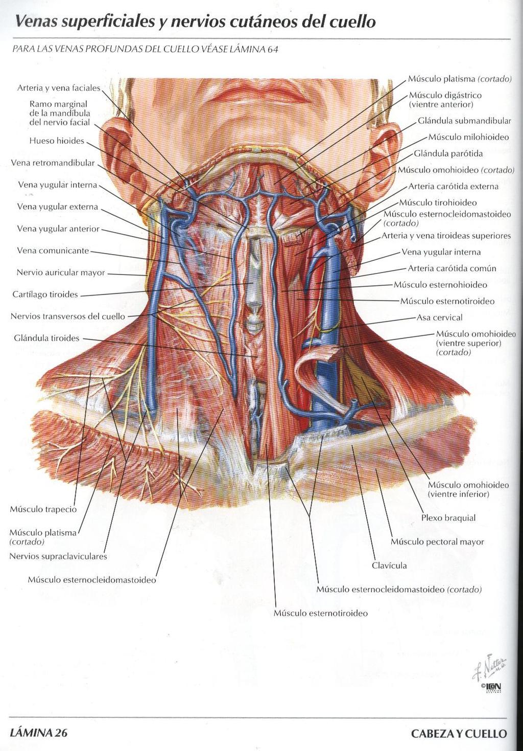 Vena giugulare esterna La vena giugulare esterna origina a livello dell angolo della mandibola, sotto e medialmente alla ghiandola parotide, per la confluenza delle vene: - retromandibolare - Vena